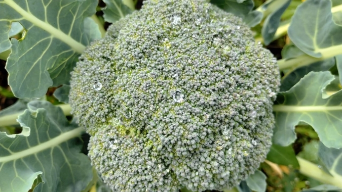 Cultivo estratégico de brócolis impulsiona produtividade e reduz perdas no campo