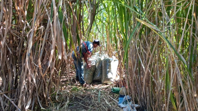 Gado de leite: Com alto potencial produtivo, BRS Capiaçu alimenta rebanho na seca em Goiás