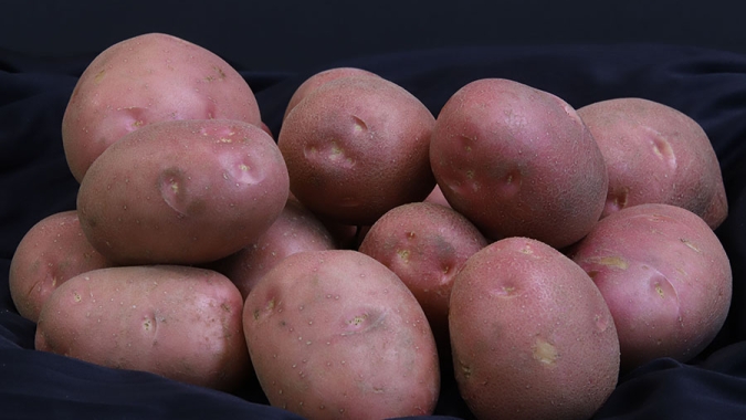 Pesquisa desenvolve batata de pele vermelha voltada à subsistência de agricultures familiares