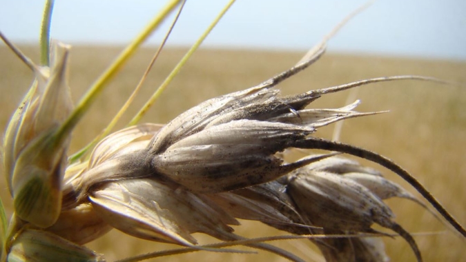 Com mudanças climáticas, doença será capaz de reduzir em 13% a produção mundial do trigo