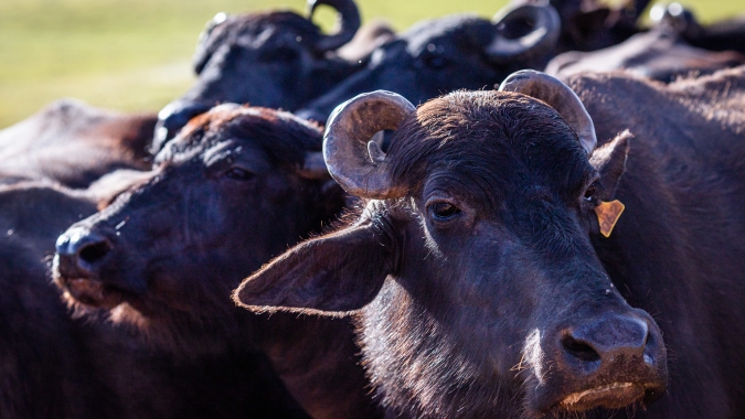 Alemanha confirma primeiro caso de febre aftosa em quase 40 anos