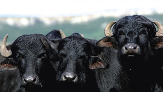 Leilão de bubalinos consolida preços em alta e atrai novos criadores no Rio Grande do Sul