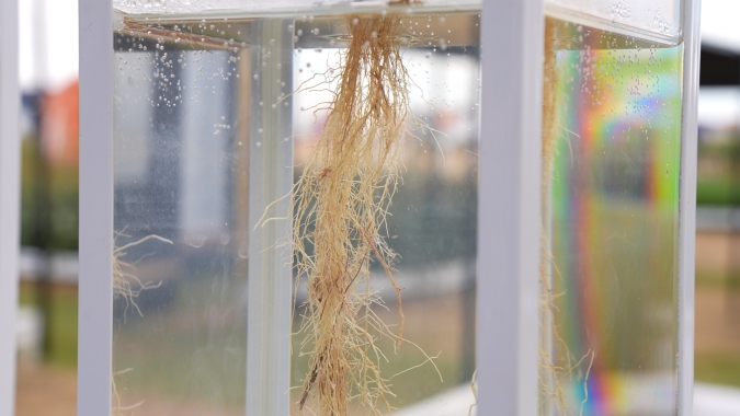 Tratamento de sementes da Corteva conta com novo nematicida biológico que protege as raízes das plantas  e auxilia na restauração do solo infestado
