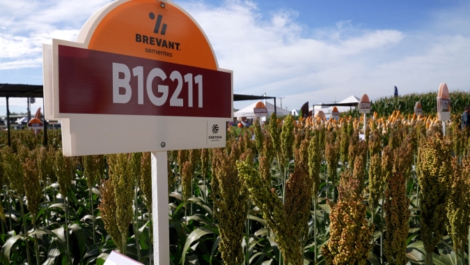 Sorgo surge como alternativa interessante para produtor que teve  janela de plantio reduzida e  risco aumentado para o milho de segunda safra