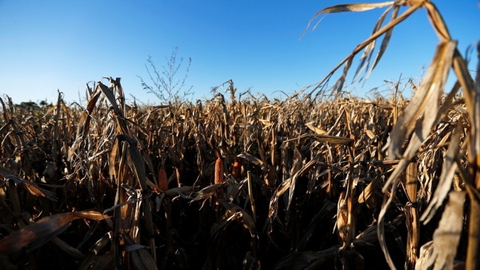 Bolsa reduz estimativa de safra de milho da Argentina para 46 mi t devido a seca