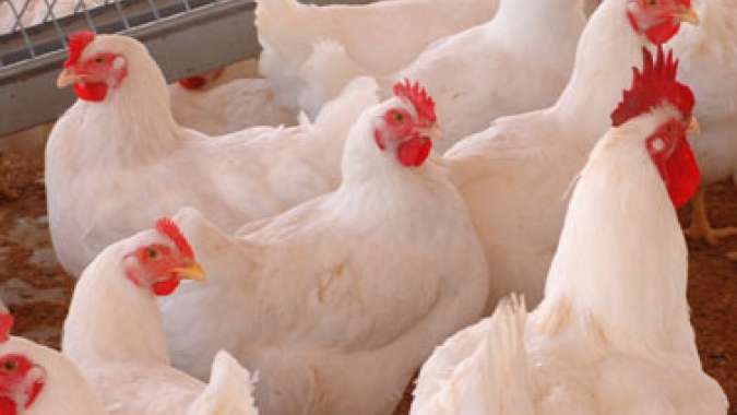 Desempenho do frango (vivo e abatido) na 31ª semana de 2021, primeira de agosto