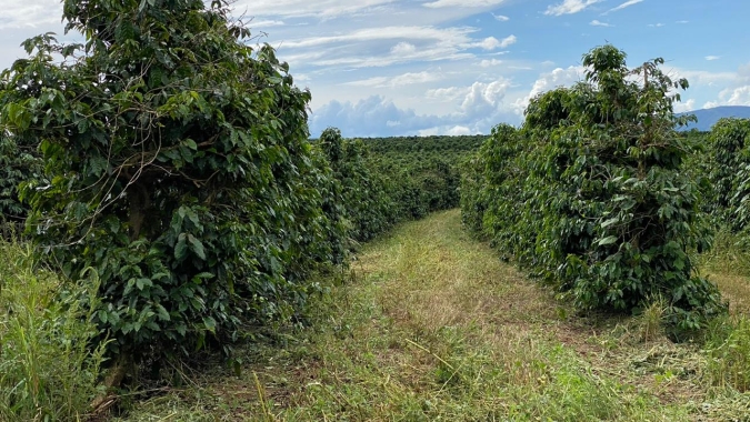 Chuvas chegam no parque cafeeiro e é hora do produtor correr contra o tempo e colocar adubação em dia