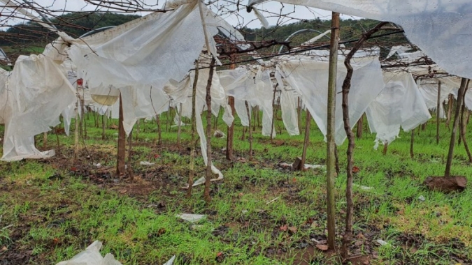 Fruticultura no Rio Grande do Sul sofre impactos da estiagem, temperaturas baixas e ciclone bomba