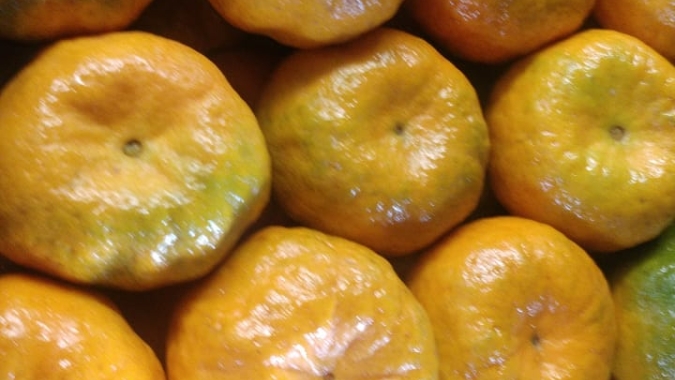 Citros/Cepea: Colheita e vendas de poncã têm início em SP