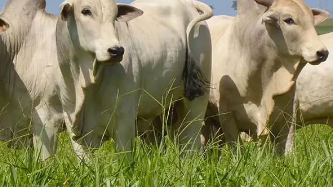 Oferta restrita de boiadas terminadas manteve a arroba sustentada, por Radar Investimentos