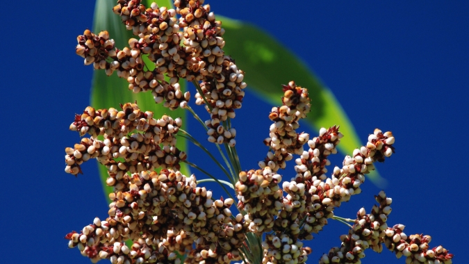USDA informa vendas de sorgo e óleo de soja dos EUA nesta 5ª feira