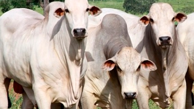 Agrobrazil: Mercado feira apresenta cenário de recuperação em importantes praças produtoras