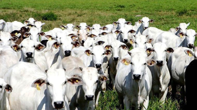 Frigoríficos brasileiros compraram gado ligado ao desmatamento, diz Greenpeace