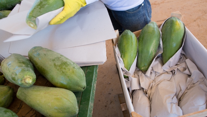 Mamão: Frutas verdes travam mercado de havaí