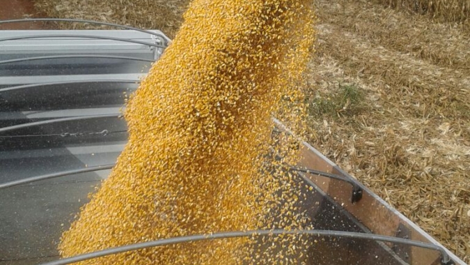 Com PR e MS ainda lentos, colheita da safrinha de milho vai a 55% no Centro-Sul, diz AgRural