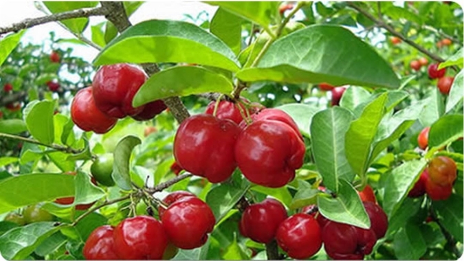 Secretaria de Agricultura desenvolve estudos para melhorar fertilidade e reduzir a temperatura de solo dos pomares de acerola