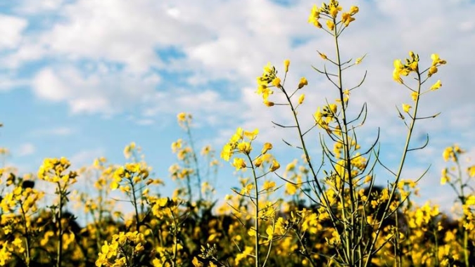 Canola está implantada e segue em desenvolvimento no RS