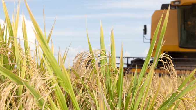 Falta de chuvas dificulta plantio do arroz no Rio Grande do Sul, mas deve impulsionar a produtividade