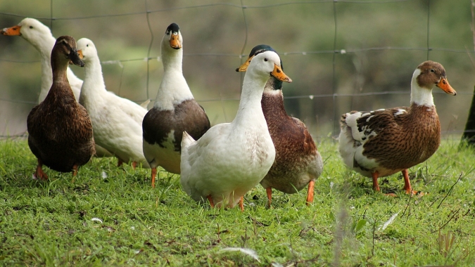 Hungria relata surto de gripe aviária altamente patogênica em fazenda de patos