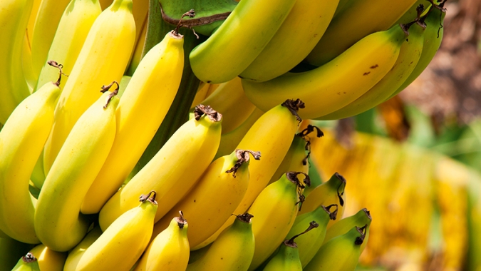 Dia da Banana: Secretaria de Agricultura de SP aposta no melhoramento genético e em medidas fitossanitárias