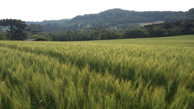 Parceria internacional desperta sistema de alerta para o risco de brusone no trigo