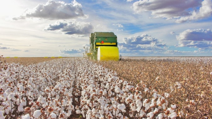Área plantada de algodão cresce 26% na Bahia e produtividade deve ser 15% maior do que safra passada