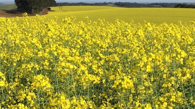Strategie Grains reduz previsão de safra de canola da UE