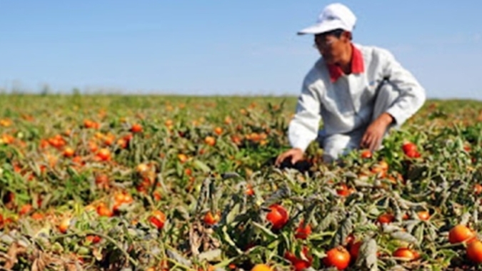 Oferta reduzida eleva preços do tomate e evidencia necessidade de preparo de solo eficiente