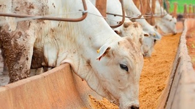 Boi/Cepea: Poder de compra de pecuarista recua neste mês