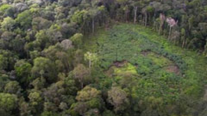 Dia Nacional de Proteção às Florestas: BASF mostra como a produção química e o reflorestamento andam juntos na jornada da Sustentabilidade