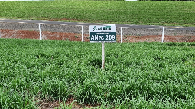 Agro Norte Pesquisa e Sementes lança material capim coracana que atende de Norte a Sul do Brasil