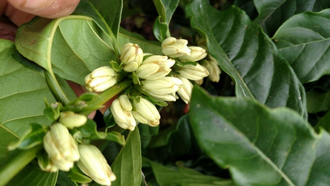 Pegamento das floradas do café sustenta os avanços dos preços nesta 3ª feira (05)