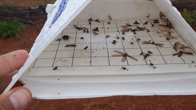 Emater: Controle biológico é usado em Minas Gerais no combate à principal praga das lavouras de milho e sorgo