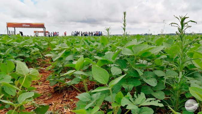 Entramos numa área controlada da Intacta 2 Xtend e vimos a soja da safra 21/22