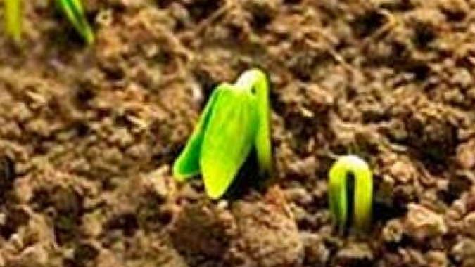 CNA debate alterações na Lei de Proteção de Cultivares