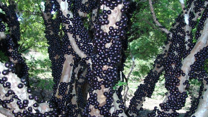 Cotada a R$ 12,00/kg, menor preço no período entre julho e outubro deste ano, jabuticaba é o destaque da semana (13 a 17/10) no atacado da CEAGESP