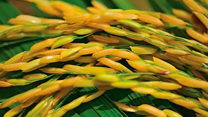 Área plantada de arroz na Safra 2024/2025 deve ter crescimento de 5,3% no RS