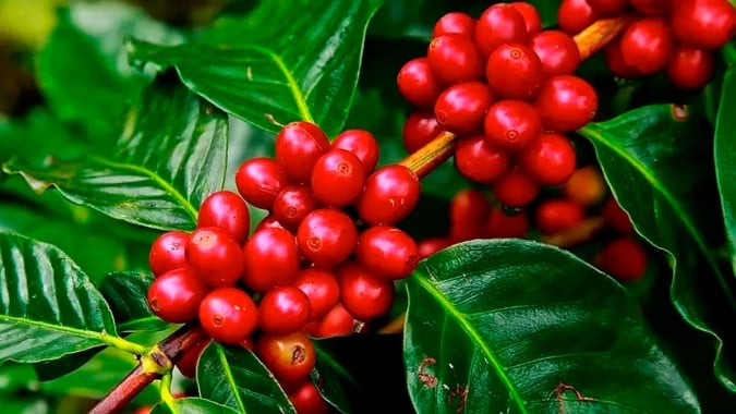 Clima irregular deve afetar tamanho da peneira, reduzir o açúcar do grão e impactar diretamente na safra 21 de cafés especiais