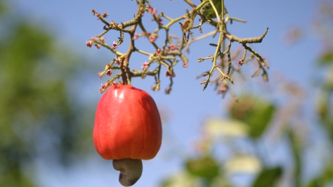 Caju de mesa: estudo da Embrapa estabelece os parâmetros de qualidade do fruto para consumo in natura