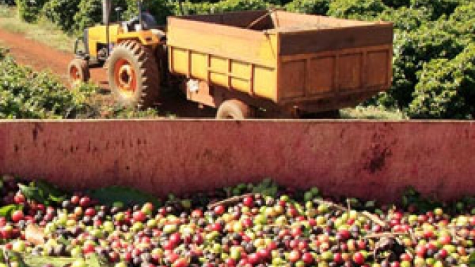 Café estende baixas e abre 6ª feira com desvalorização em NY e Londres