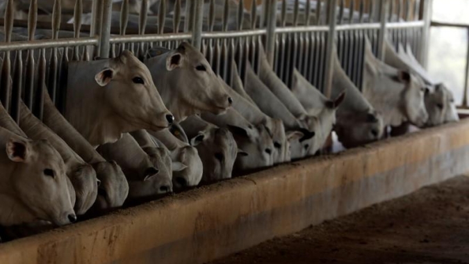 Mercado de boi tende a continuar com oferta restrita, mesmo com confinamentos