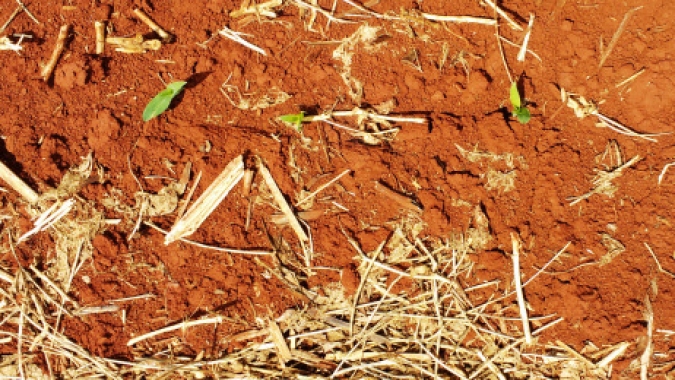 Plantio do milho segue atrasado no RS e produtores já se preocupam diante de períodos mais secos