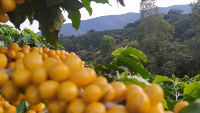 Epamig foca em pesquisas de produtividade e qualidade do café