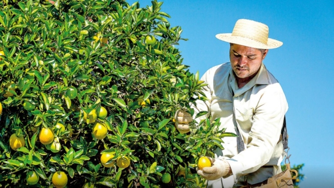 Secretaria de Agricultura de SP divulga 4ª levantamento sobre os impactos da Covid na população rural