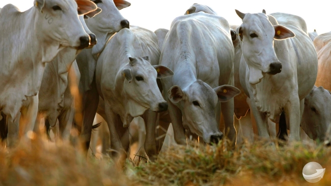 Apesar das altas na arroba do boi, margem de lucro e poder de compra dos pecuaristas estão em queda