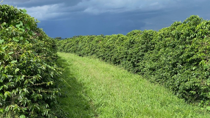 CNC analisa: projeto que altera regras de registro de pesticidas é fundamental para o avanço da agricultura sustentável