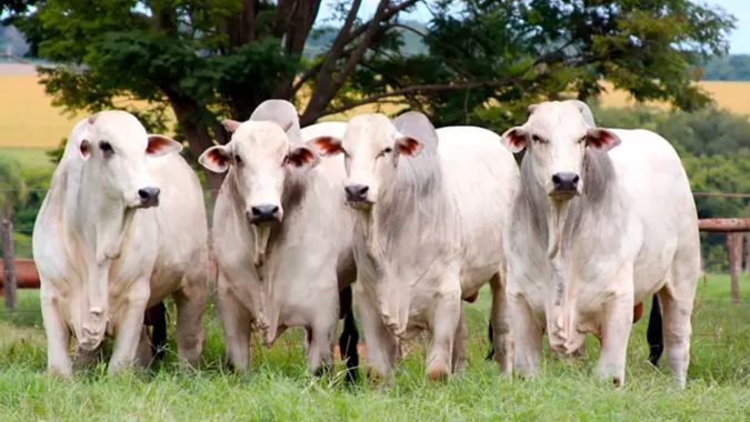 Animais jovens se destacam na reposição, com novilhas se valorizando quase 3 vezes mais que @ do boi em 12 meses, diz Scot