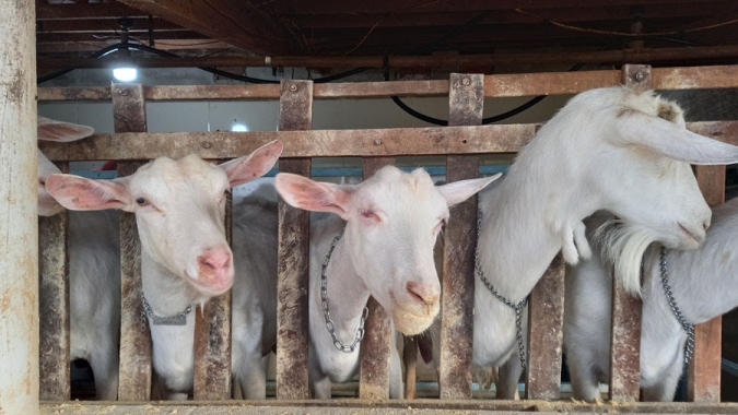 Artigo/Embrapa: Potencialidades do Semiárido para a agricultura brasileira