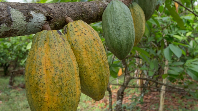 Futuros do cacau sobem mais de 5%