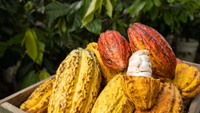 Crise na alta do cacau? Indústria de chocolate fino agora tem dificuldade em encontrar derivados
